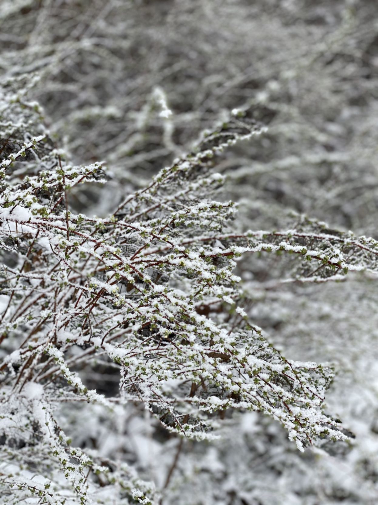 Wagoner County Snow Day